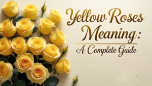 Yellow Roses Meaning: A Complete Guide